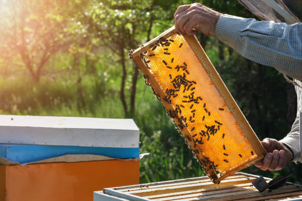 istock Beekeeper working collect honey. Beekeeping concept. Farmer wearing bee suit working with honeycomb in apiary. Beekeeping in countryside. Organic farming. 1400062465