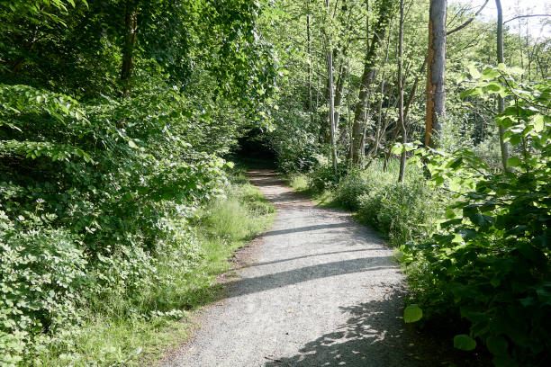 istock Footpath trail in luxurious foliage forest 1400062650