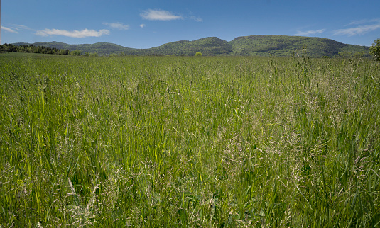 Grass fields with mountains in the background in the Adirondack region
