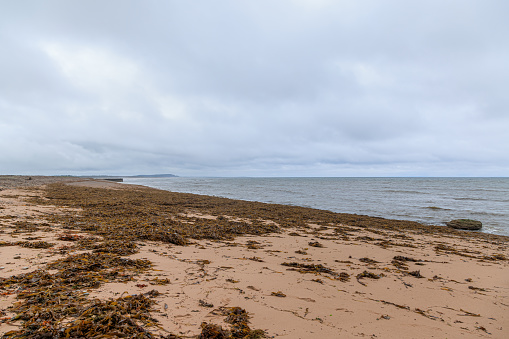 A scenic view of seaweed on a sandy beach after a storm under a grey sky