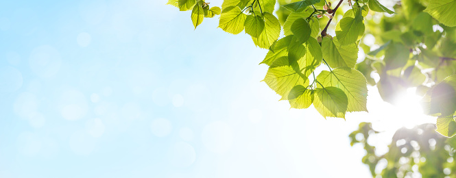 Tree branch with leaves in front of blue sunny sky. Summer background with copy space