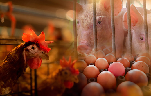 Chicken, pig, and eggs in farm. Global food crisis concept.Commercial poultry farming. Poultry, pork, and egg industry. Livestock farm. Meat industry. Hen eggs from organic farm. Rises in food prices.