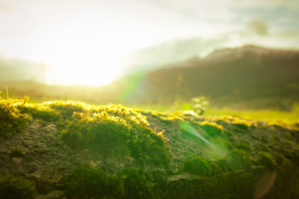 Small green moss on blurred mountain background. Environment day and earth day background. Green moss is covered on top of concrete wall with morning sunrise. Nature wallpaper. Green moss in nature.