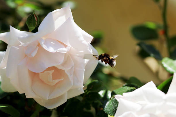 istock A common bumblebee collecting pollen a white rose 1400065242