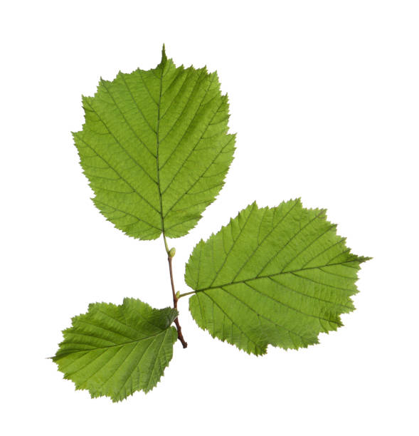 istock Hazel twig with green leaves on white background 1400065297