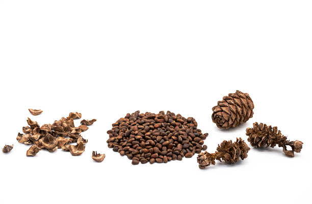 Cedar cones and unshelled pine nuts on white background.