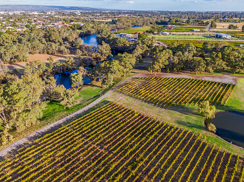 Aerial view, co-existence of Nature's Swan River with Swan Valley Vineyards  & Perth suburbs in Autumn. In the foreground the neat and manicured rows of vines with the meandering tree-lined Swan River in the background, along with Perth's urban sprawl including industrial activity.