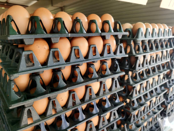le uova sono costose durante la recessione economica, gli alti prezzi del petrolio, l'inflazione. - animal egg eggs food giving foto e immagini stock