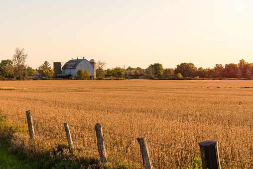 Old barn at the far edge of a cultivated field at sunset in autumn. Ontario, Canada.