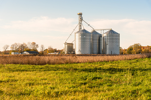 Grain elevator with big corrugated metal storage tanks in warm sunset light in autumn. Ontario, Canada.