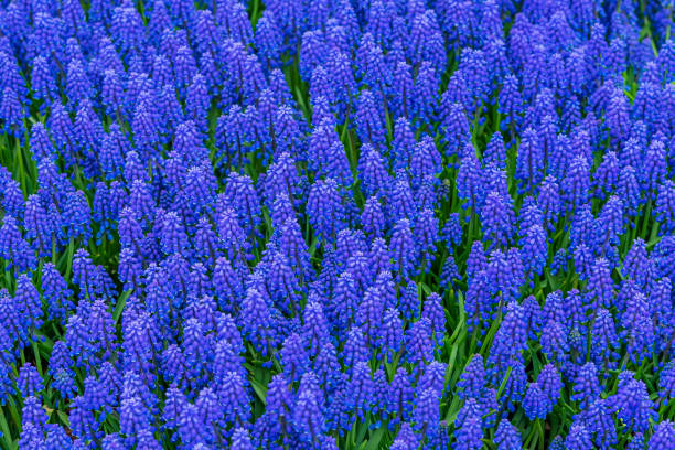 istock Muscari, blue flowers, top view, bright spring blue background 1400066613