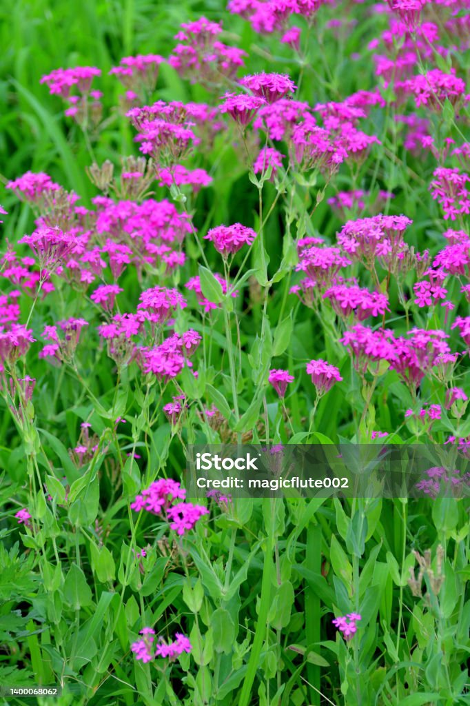 Silene armeria / Sweet William Catchfly: Flower Silene armeria, commonly known as sweet William catchfly or garden catchfly, is a species of flowering plant in the family Caryophyllaceae. The stems of this species are sticky and may snare small insects, hence the common name of catchfly. Blossom Stock Photo