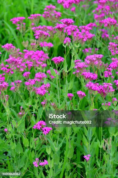 Silene Armeria Sweet William Catchfly Flower Stock Photo - Download Image Now - Blossom, Botany, Bunch