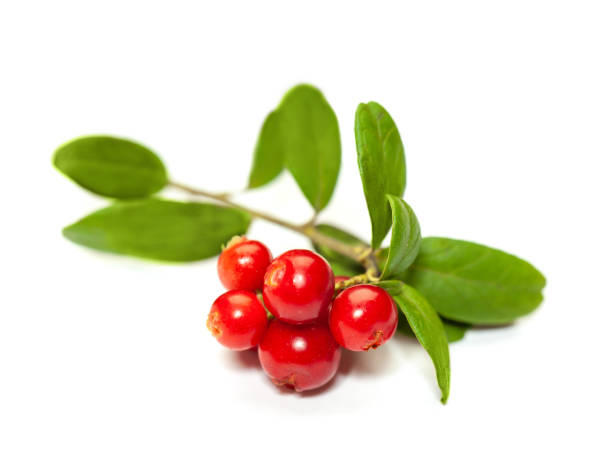 흰색 바탕에 녹색 잎이있는 링곤베리 - bearberry 뉴스 사진 이미지