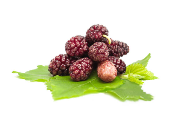 Summer juicy mulberry fruits with leaf on white