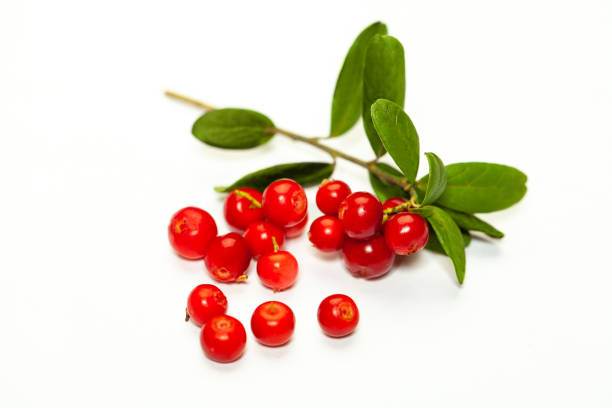 mirtillo rosso biologico (foxberry, cowberry) isolato su sfondo bianco - bearberry foto e immagini stock