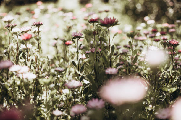 istock Blurred floral background of pink fresh asters 1400069133