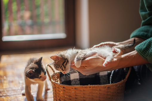 A woman's hand puts a small kitten in a wicker basket at home, care for pets