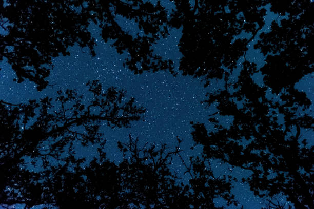 istock View of the starry sky in the forest 1400069213