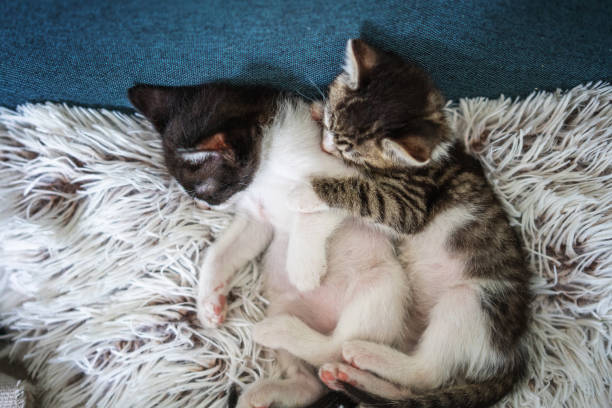 istock Two little  funny multi-colored fluffy newborn kittens sleep lying on a fluffy pillow hugging 1400069279