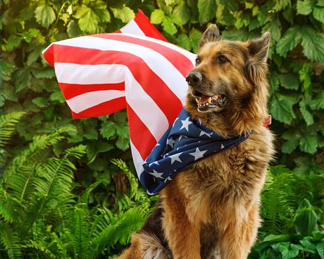 German Shepherd dog is sitting covered with an American flag, looking away. Flag is waving on the wind.