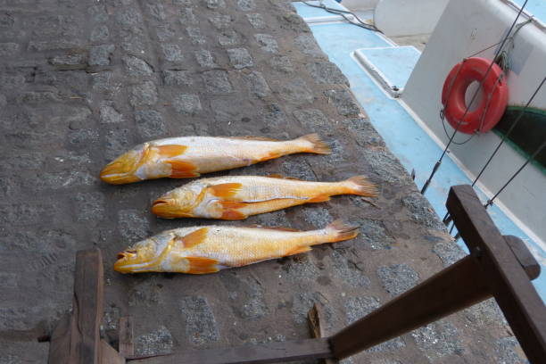 istock Fresh, whole fish at a street market. 1400069421