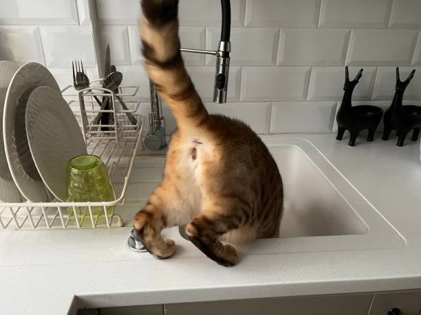 istock Cat in the Sink 1400069508