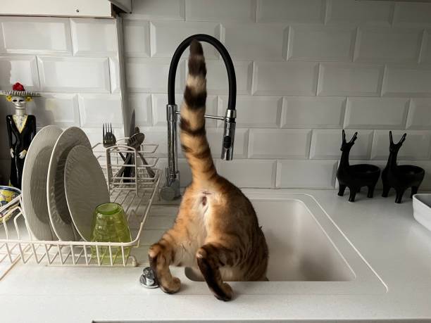 istock Cat in the Sink 1400069516