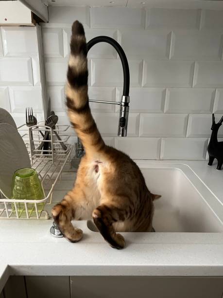 istock Cat in the Sink 1400069523