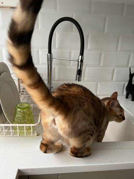 istock Cat in the Sink 1400069541