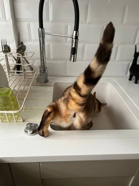 istock Cat in the Sink 1400069550