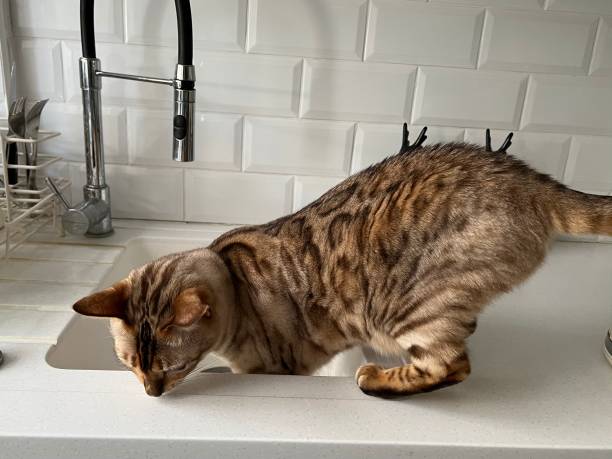 istock Cat in the Sink 1400069570