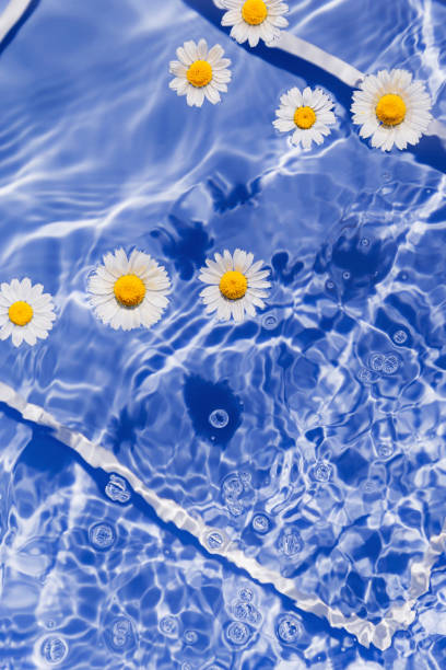 istock Daisy flowers in blue transparent water with white frame. Summer floral composition with sun and shadows. Nature concept. Top view. Selective focus 1400070837