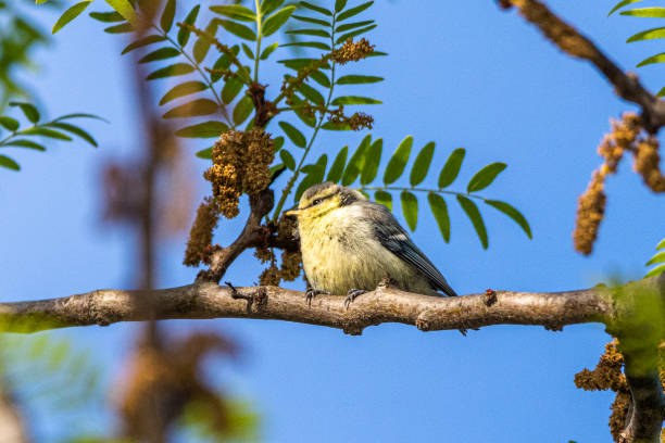 istock Eurasian Blue Tit perched on a tree branch 1400071133
