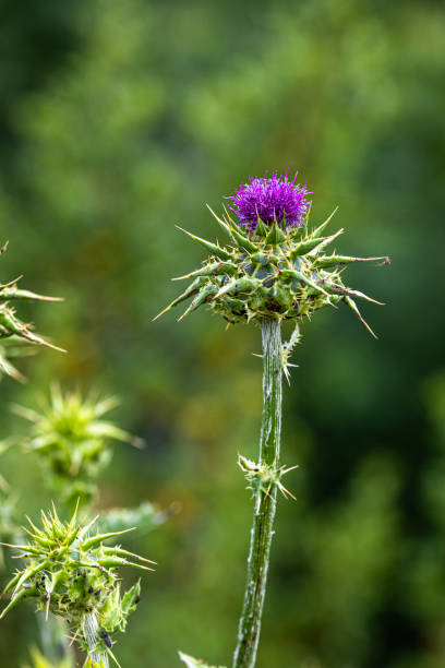 istock wild flowers in the morning light 1400071394