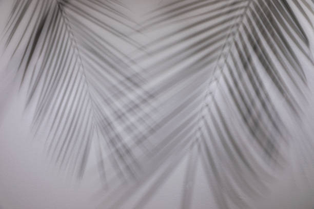 istock Shadows of tropical palm branches on white wall 1400072064