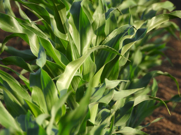 istock young green corn field in the spring 1400072355