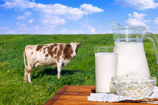 istock milk and cottage cheese on table with cow 1400072575