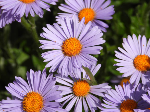 istock blooming purple daises with rain drops 1400072638