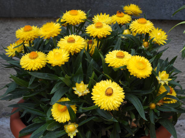 istock yellow blooming straw flowers close up 1400072690