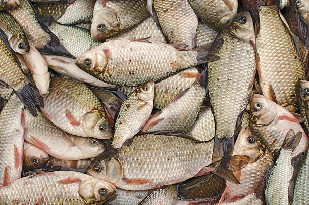 istock Freshwater Fishes 140007332
