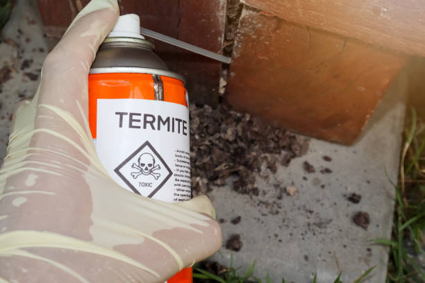 Spray chemicals to kill termites in the wall holes Spray chemicals to kill termites in the wall holes, kill termites inside the house termite damage stock pictures, royalty-free photos & images