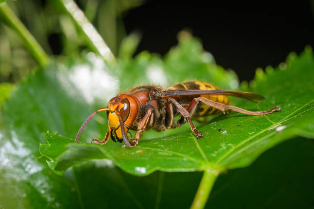 istock A European hornet sitting on a leaf 1400073496