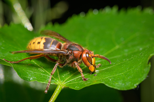 Macro of a wasp.