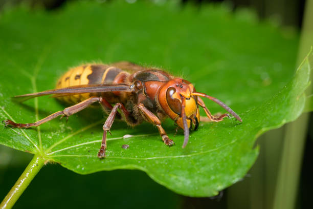 istock A European hornet sitting on a leaf 1400073714