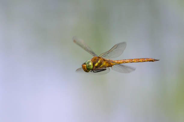 A green eyed hawker dragonfly (Aeshna isoceles) in flight, sunny day in springtime, Vienna (Austria)