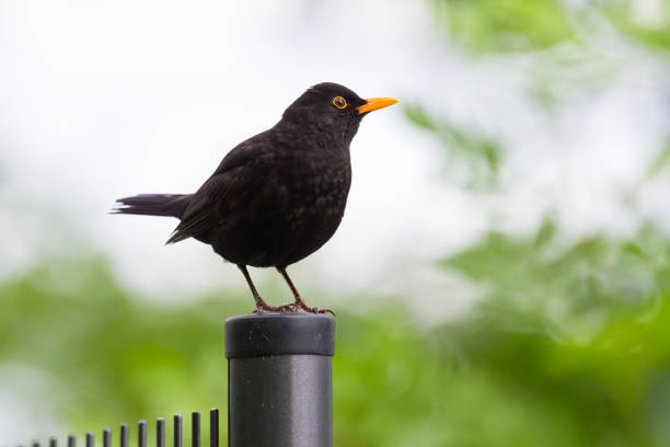 Charming close-up nature photograph of a glossy black common blackbird (Turdus merula) with distinctive yellow-orange beak and eye-ring standing alert on lush green grass beside a tree trunk and fresh soil patch, captured in soft natural light with shallow depth of field. This vibrant wildlife image conveys the simple beauty of everyday birdlife, seasonal vitality, and the quiet wonders of urban or suburban nature, ideal for environmental education, wildlife publications, garden and nature lifestyle content, birdwatching promotions, fine art prints, or stock use in ecology, biodiversity, and outdoor themes. High-resolution capture with sharp feather details, rich green bokeh background, vivid eye contrast, and intimate composition for high visual appeal and commercial versatility.