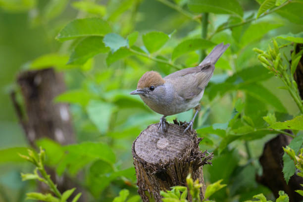 小さなトランクに座っているユーラシアのブラックキャップの女性 - garden warbler ストックフォトと画像