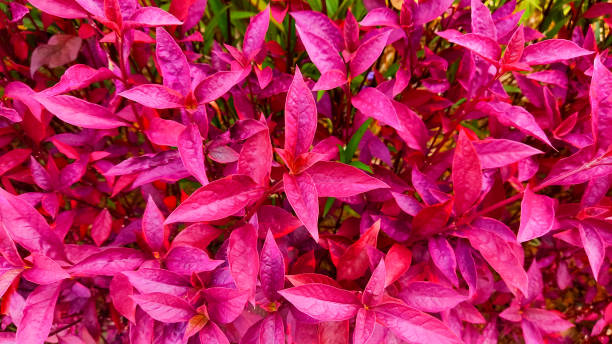 istock Magenta Alternanthera Plant 1400074067