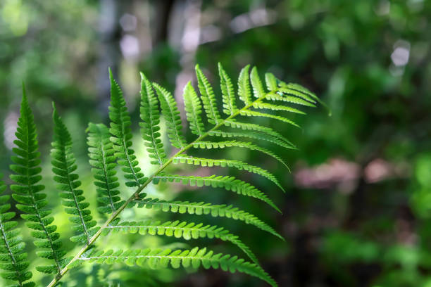 istock A fern leaf growing in the forest 1400075029